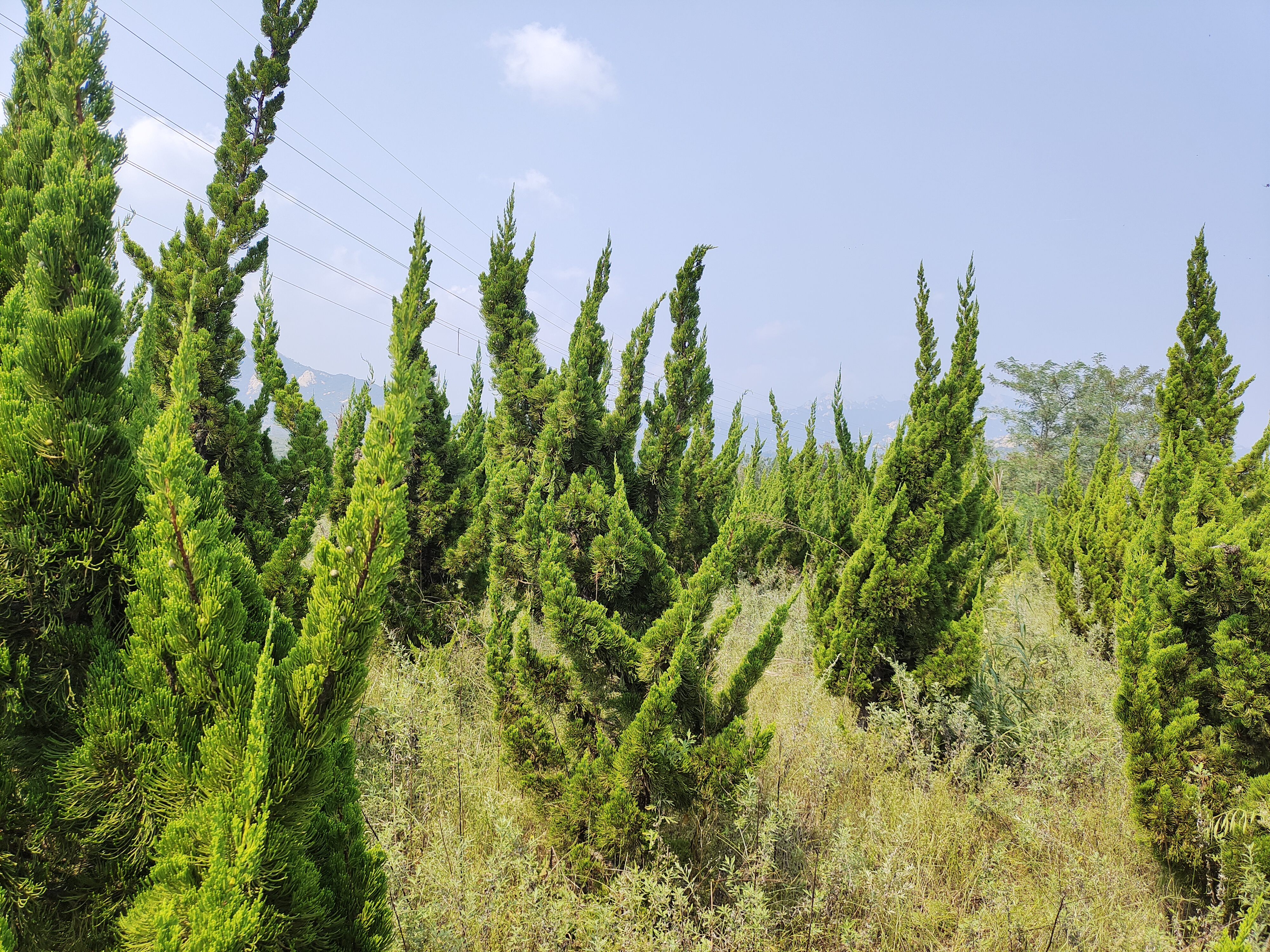 龙柏地区城市风貌:高楼林立的现代化社区,道路两旁绿树成荫,可见龙柏树特征明显的塔形树冠,背景中有部分住宅小区和商业设施,体现城市宜居环境 龙柏地区城市风貌