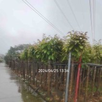 大红紫薇/大叶紫薇5～15公分