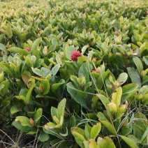 龙船花小杯中杯盆栽基地直销质量优质欢迎老板来电咨询