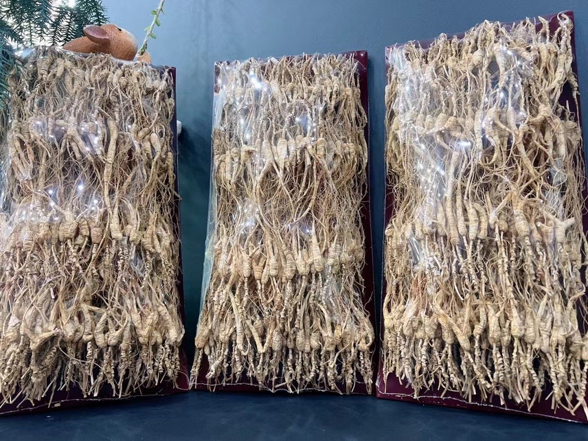 木质托盘上并列摆放三支林下参,左侧为小个头(长约8厘米,根茎细实),中间为中等个头(约12厘米,形态匀称),右侧为大个头(约18厘米,根体粗壮);背景为浅灰色麻布,突出参体细节,展示其芦头、纹路、须根和整体形态差异 不同大小林下参对比图