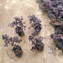 红花继木苗
