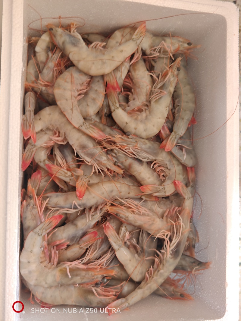 江苏海鲜批发