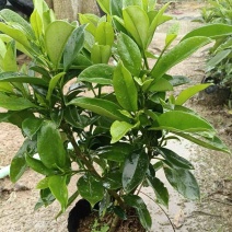 非洲茉莉小杯中杯基地直销质量优质欢迎老板来电咨询合作