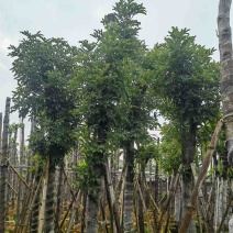 海南红豆10～12公分