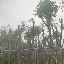 桃花心木8～12公分