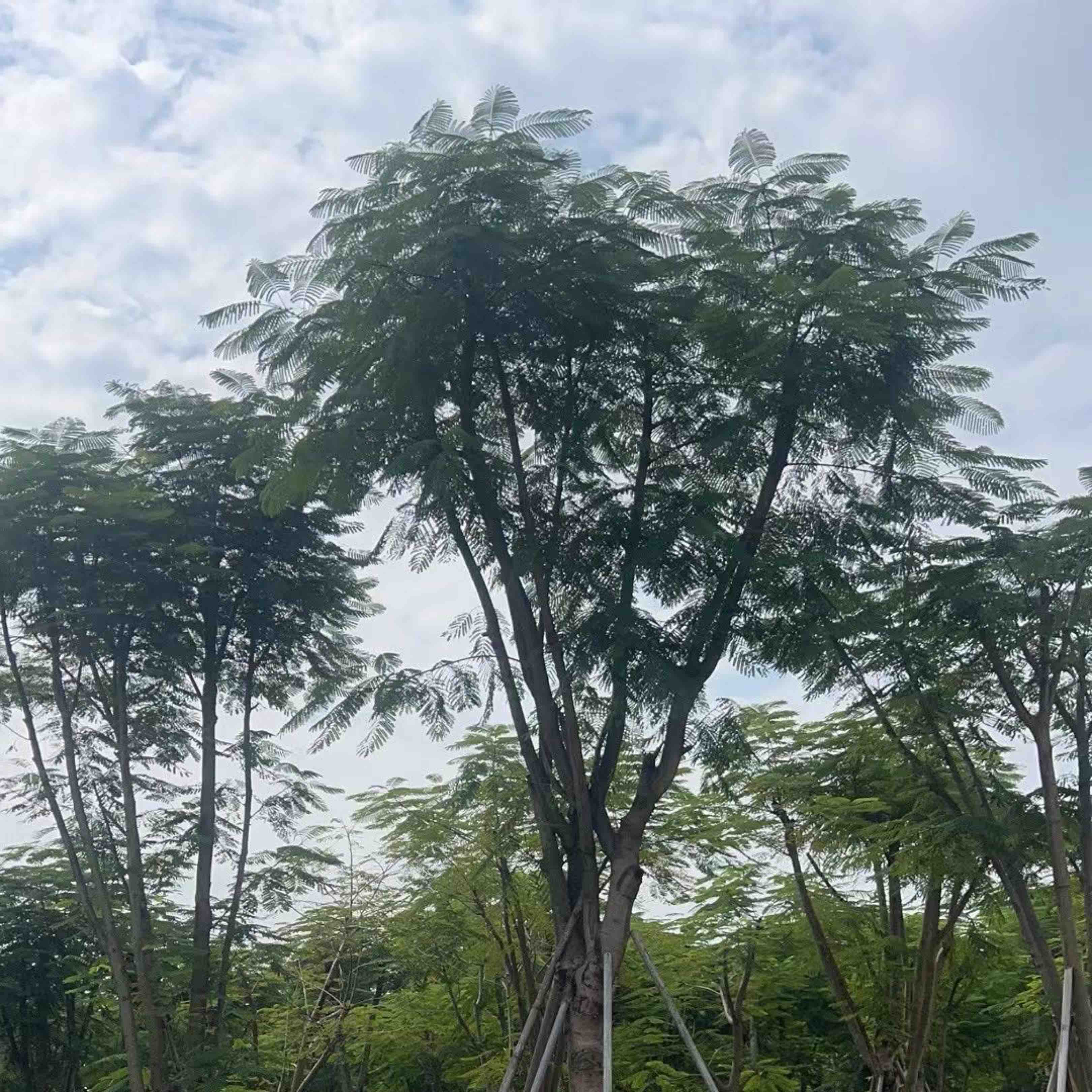 [凤凰树批发]广东揭阳揭东区凤凰树 0.01元/棵凤凰树基地直销 _ 一亩田