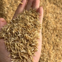 河南打包净壳酿酒专用