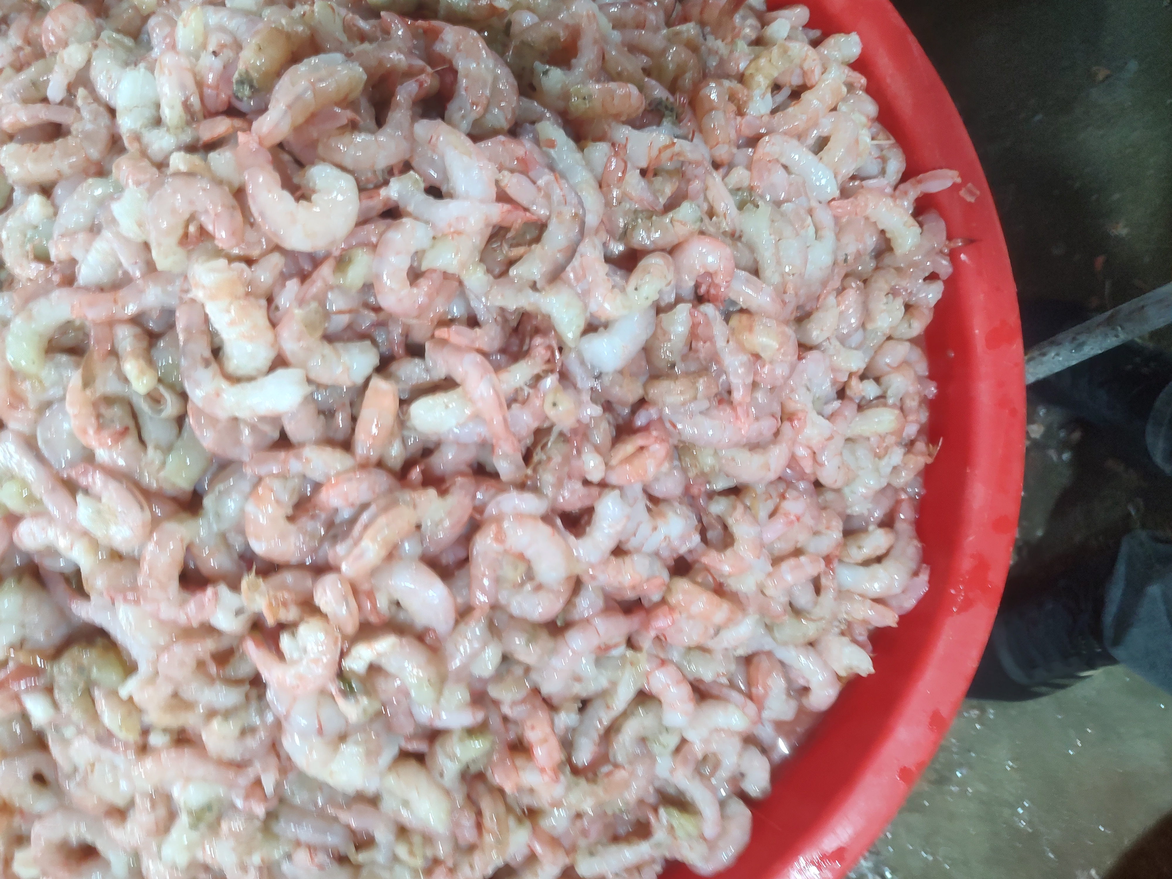 成品蒜薹大虾装盘,色泽鲜亮,虾仁饱满,蒜薹翠绿,香气扑鼻 蒜薹大虾成品图