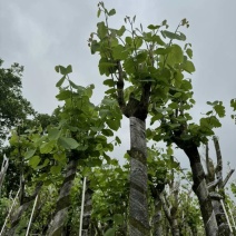 宫粉紫荆3～15公分规格齐全有需要绿化苗木的老板欢迎来电