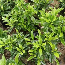 非洲茉莉小袋大袋基地质量优质欢迎老板来电咨询合作