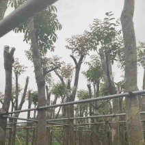 桃花心木基地直销规格齐全欢迎老板来电咨询合作