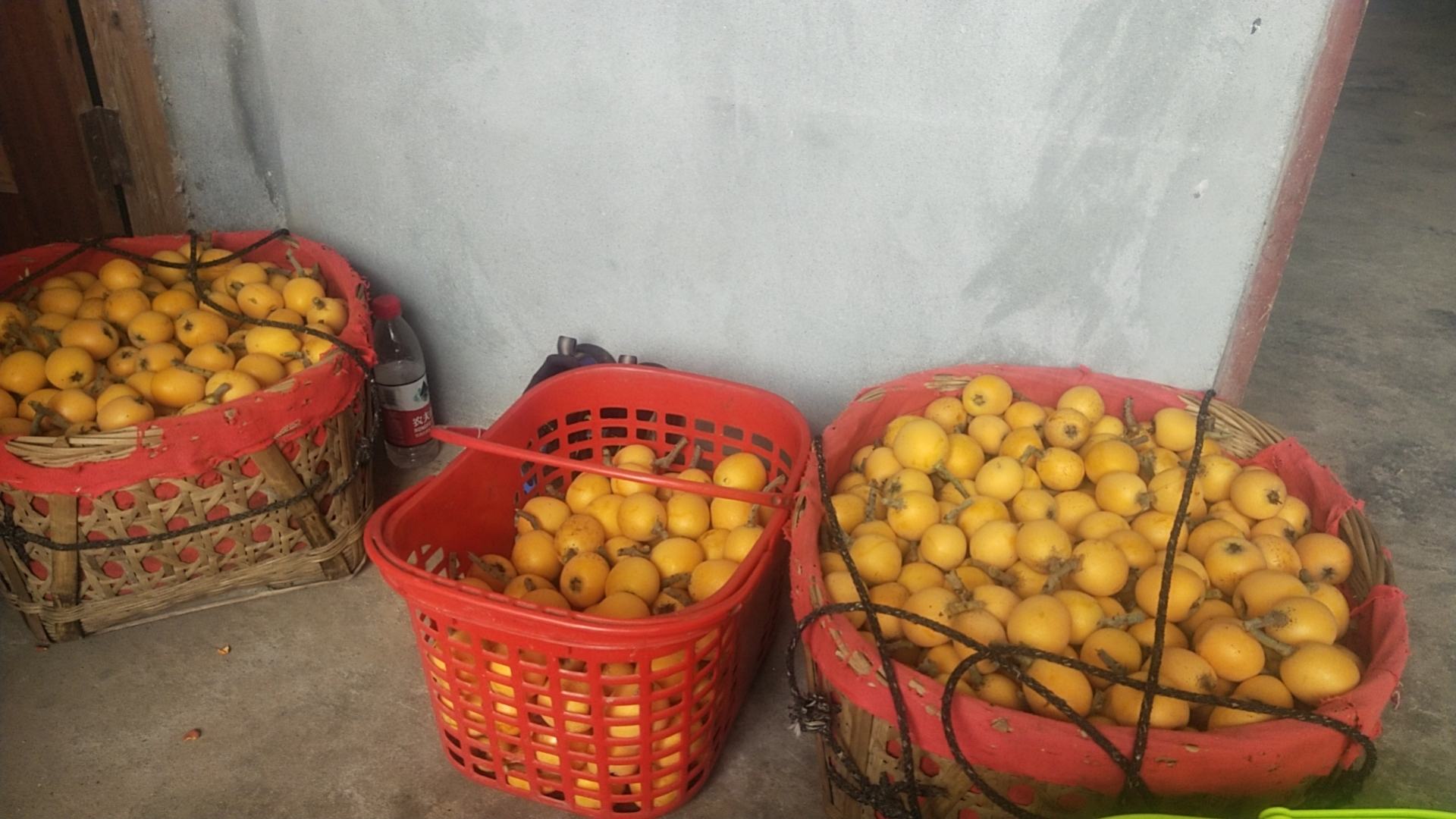 枇杷核与土壤