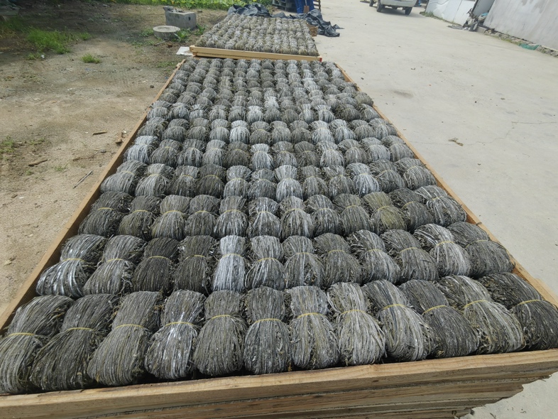 干海带整片晾晒场景