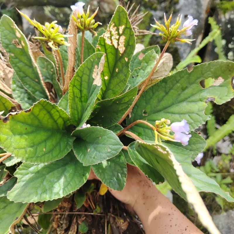 广生软肝草中药材贵州苗药新鲜石上莲中草药石上莲