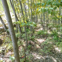 栾树
