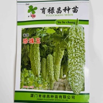 珍珠玉白绿苦瓜种子品种，中早熟品种种子