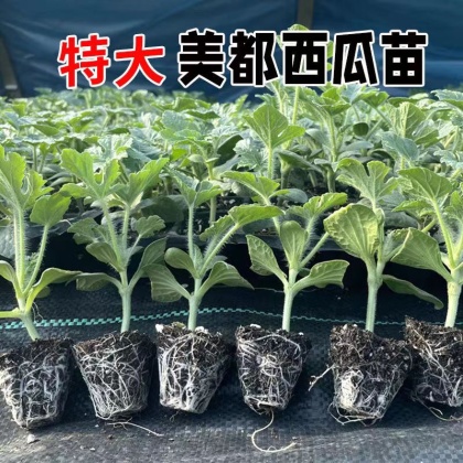 西瓜苗价格行情