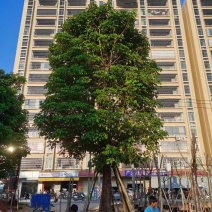 秋枫30～40公分基地直销规格齐全欢迎老板来电咨询合作
