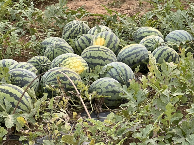 黑蜜5号黑色无籽西瓜田间生长实景