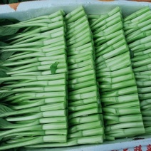 广东菜心