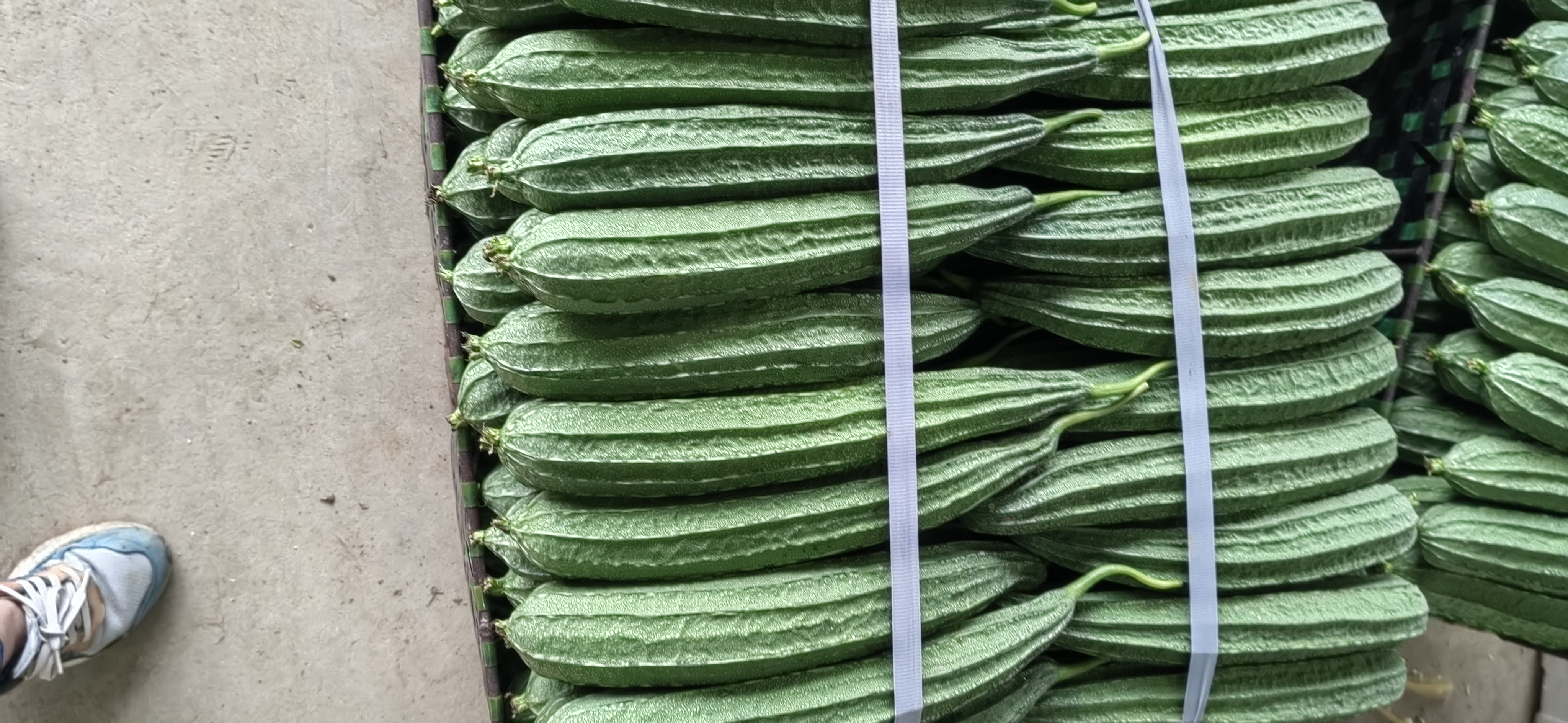 白玉丝瓜产品展示图