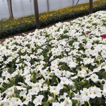牵牛花