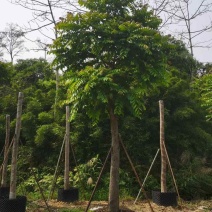 麻楝12～18公分基地直销规格齐全欢迎老板来电咨询合作