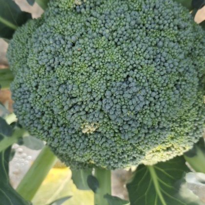 河南商丘西兰花价格行情走势 - 一亩田