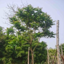 麻楝基地直销规格齐全欢迎老板来电咨询合作