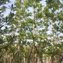 杜英8～12公分基地直销规格齐全欢迎老板来电咨询合作