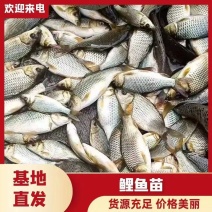 《热销》鲤鱼苗基地孵化鱼场直供提供技术指导专车送货