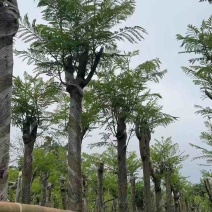 蓝花楹5～8公分基地直销规格齐全有需要的老板欢迎来电咨询
