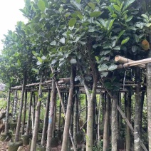 菠萝蜜树3～10公分基地直销规格齐全有需要的老板欢迎来电