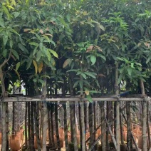 芒果树5～15公分基地直销规格齐全有需要的老板欢迎来电