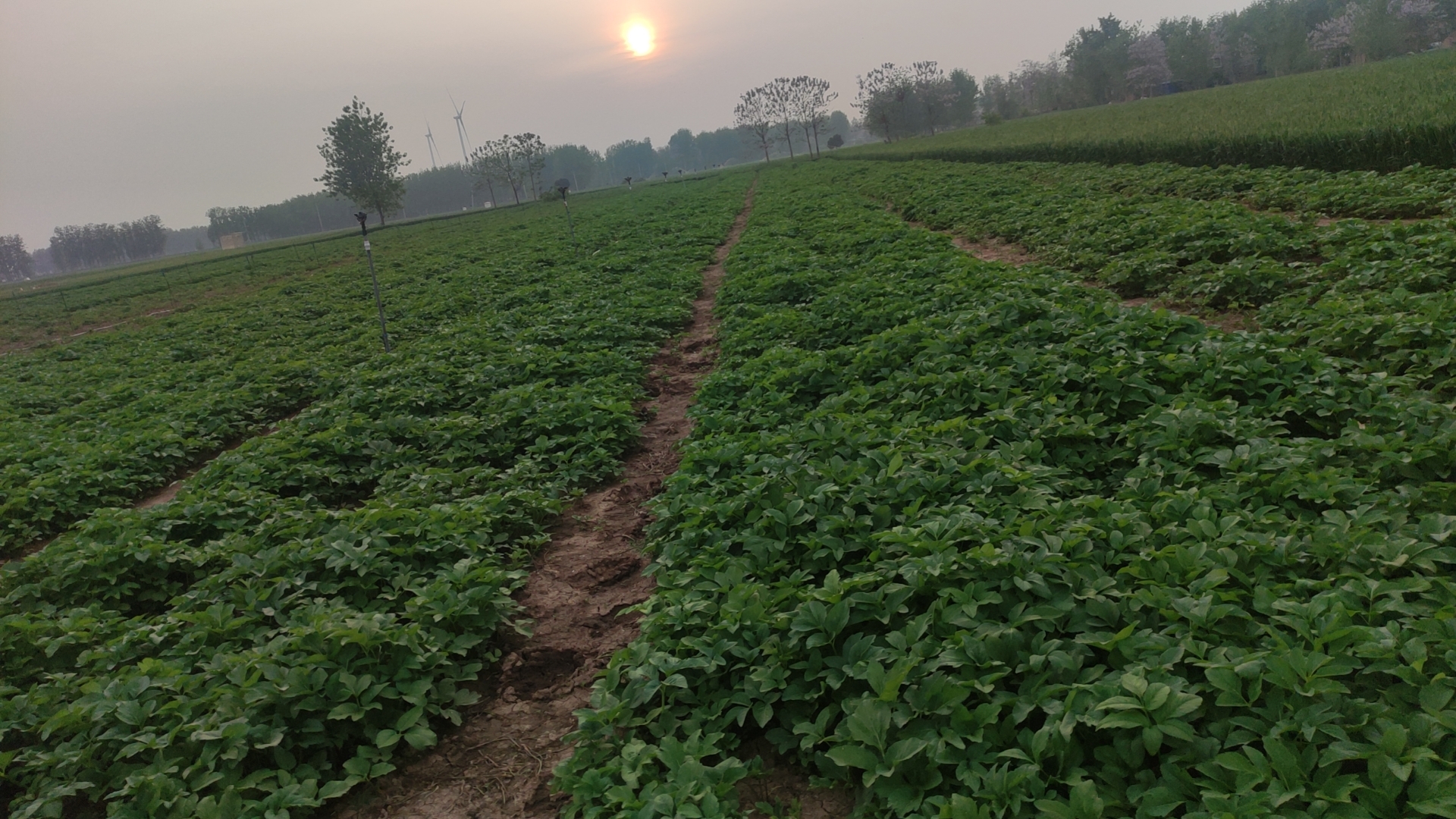 白芷植物全貌图