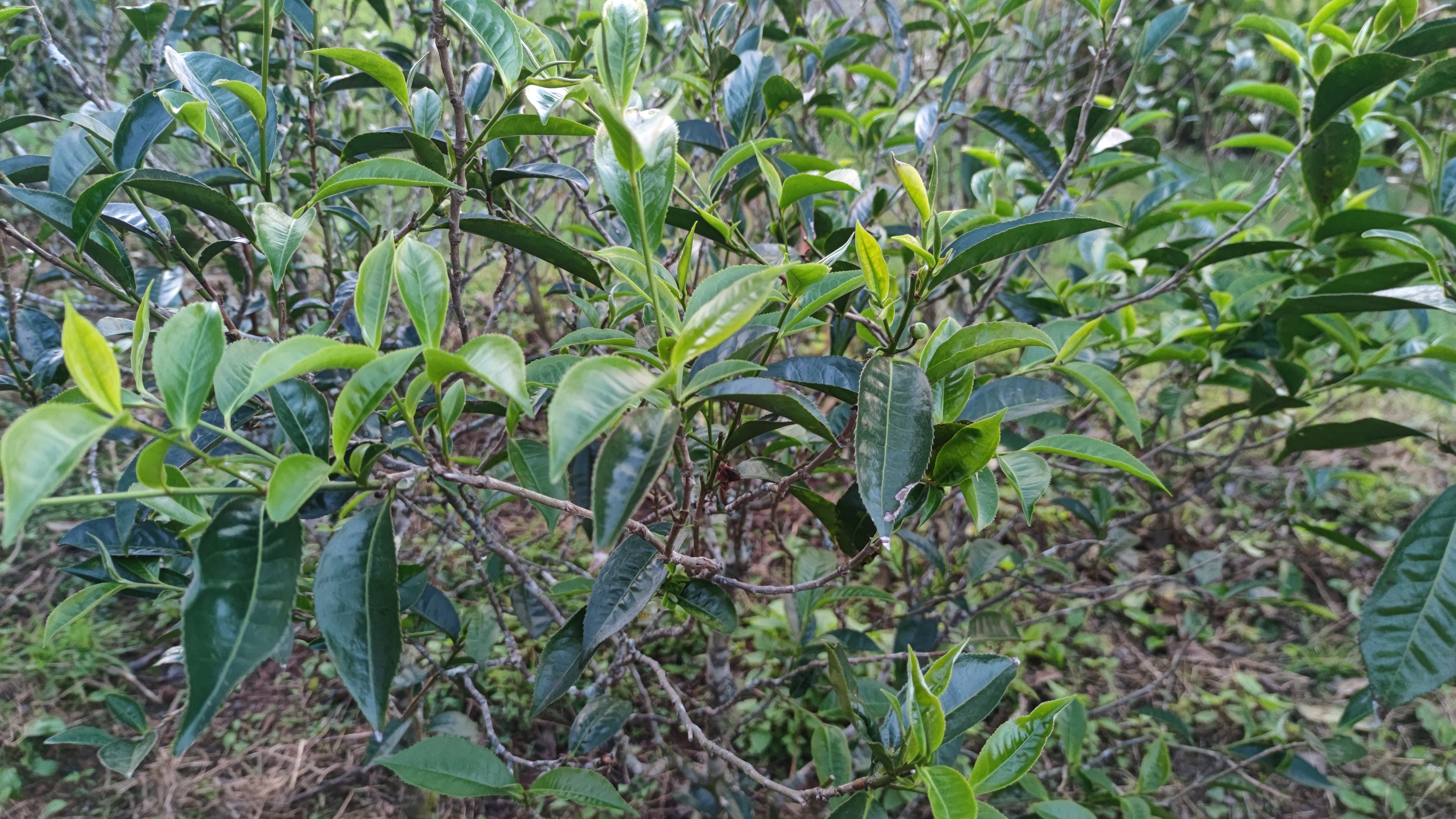 鱼腥草茶成品图