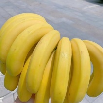 精品，精品，精品，香蕉的特写，现加工出库，精品二黄蕉，