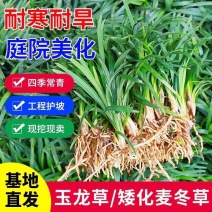 矮麦冬草庭院玉龙草苗耐寒践踏园林绿化苗木草坪植物麦冬草阶沿草