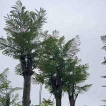 蓝花楹基地直销规格齐全欢迎老板来电咨询合作