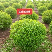 河北定州金钟连翘东北直立连翘倒挂金钟连翘球一手货源基地直发
