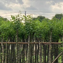 宫粉紫荆5～8公分基地直销规格齐全有需要的老板欢迎来电
