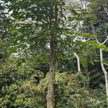 秋枫树5～10公分基地直销规格齐全欢迎老板来电咨询合作