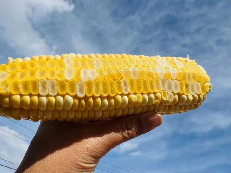 一名户外钓友正用手指将一颗金黄色的熟玉米粒穿在鱼钩上,背景为平静的湖面和岸边植被,阳光洒在水面,展现真实钓鱼场景 钓友正在挂钩熟玉米