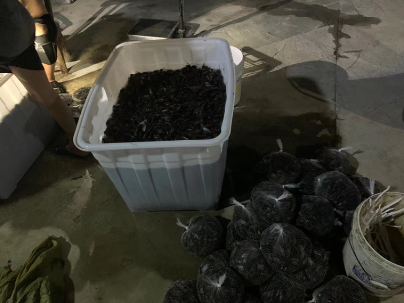 野生知了金蝉知了猴黑蝉