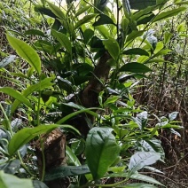 原生态苦丁茶