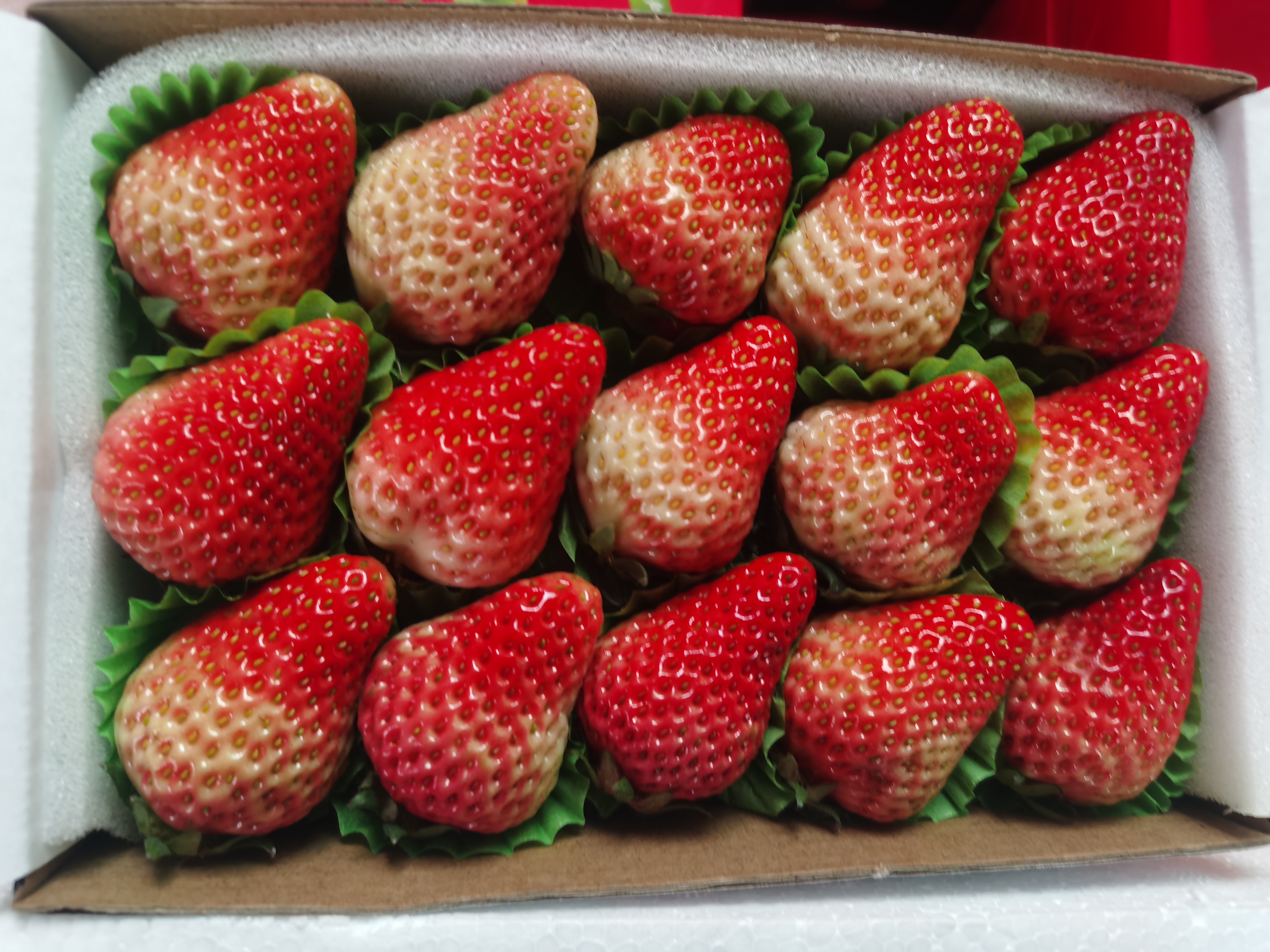 红颜草莓果实对比图