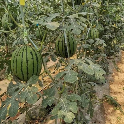 河南周口西华县938吊兰西瓜产地行情