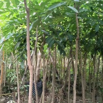 桃花心木地径2～5公分基地直销规格齐全欢迎老板来电咨询