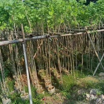 光杆宫粉紫荆2～10公分基地直销规格齐全欢迎老板来电咨询