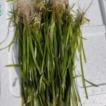 [牛]苦草沉水植物水生植物河道治理工程水生态修复